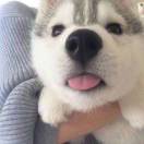 阿先生的头像