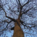 呀呀呦的钢琴谱