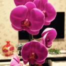 玉指飞扬