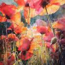 Iris_953