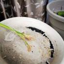 小海豚_68571561