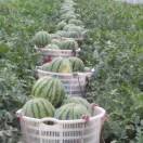 西瓜小邹19181024896