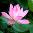 葫芦宝贝儿