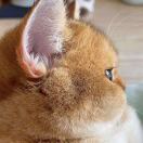 金瓜肥猫的头像-天机阁