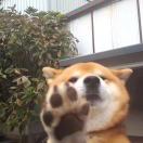 ；D的头像