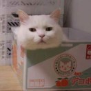 Lark at khol转租&房东直租