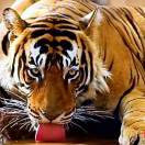 不忘初心(明)的头像-WordPress主题模板-zibll子比主题