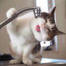 券妈妈会员: 蔡