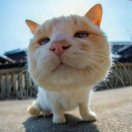 蒋(´-｀)的钢琴谱