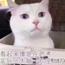 睿智的薩菲的頭像