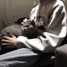 火狐狸 