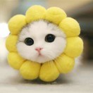 素的头像