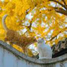 ⃰国⃰⃰庆⃰糖⃰糖⃰