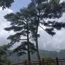 唐立峰