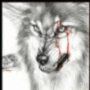 旈舞寺伞迩翼的头像-风行者社区