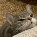 null转租&房东直租