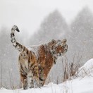 丁肆季