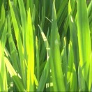 彭庆刚