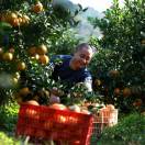  王家生态橘橙