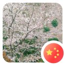 石磊
