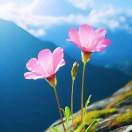 精诚所至的头像-熵减岛