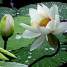 旭日东升（慧点品质）