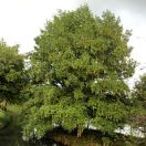 吴林亚（明惠服务站）