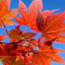 枫叶红了，王东林