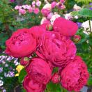 🍁相见不如怀念🍁