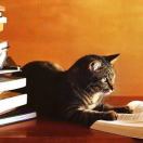 云工创客-*农大魔王