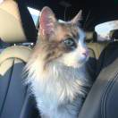 Degreehomes转租&房东直租