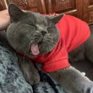 高级前端开发