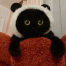 cerezo的头像-日本！日本语