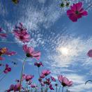 koyamaakiyosi的头像-日本！日本语