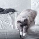 null转租&房东直租