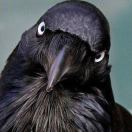 作死牌语文课代表