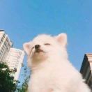 咻咻