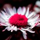 lol FR的头像-秀琴曲谱网