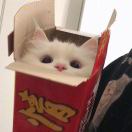 伦敦求租