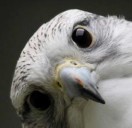 麦迪逊(威斯康星州)求租