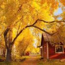 纽约(纽约州)求租