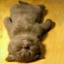 格子间里的懒猫