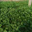 农兜App，农业短视频