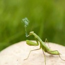 黄鳝泥鳅小龙虾