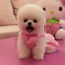 半夏的头像-知创网