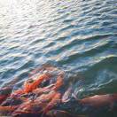 star的头像-音创社AI SonoCraft丨科技改变未来