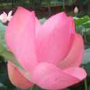 菩提