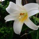 风光月霁Amy profile