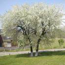 王菁的头像-传承国学正统持焰学堂