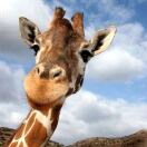 The Cottages at Illinois转租&房东直租